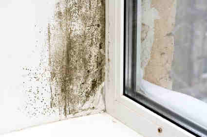 West Chicago IL area mold testing, inspection and removal,. Call or text: 312-451-3370. Fast 24-hour emergency service. 